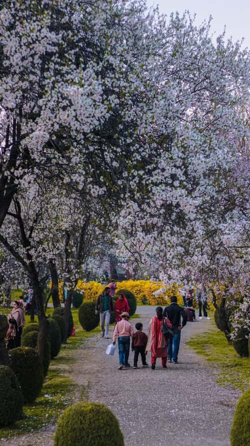Family Kashmir Journey